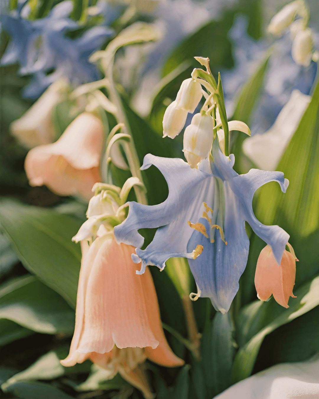 Lumânare parfumată Amber - We meet again - Zambile • Lăcrămioare • Piersică