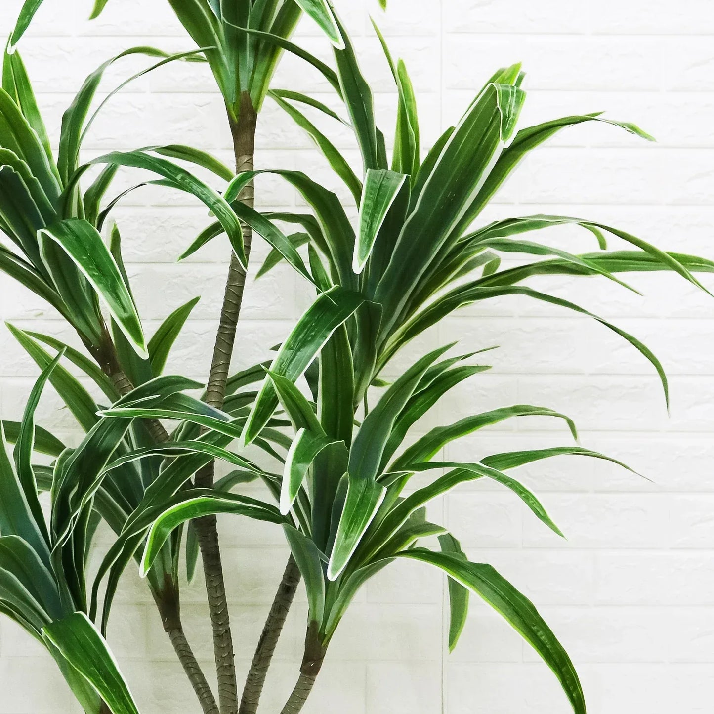 Planta artificiala, Dracaena fara ghiveci, D4263, 170cm, verde/alb - 221.ro