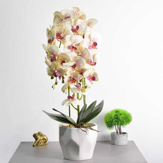 Orhidee cu aspect natural in ghiveci ceramic, 70 cm, Naimeed D4843, Crem