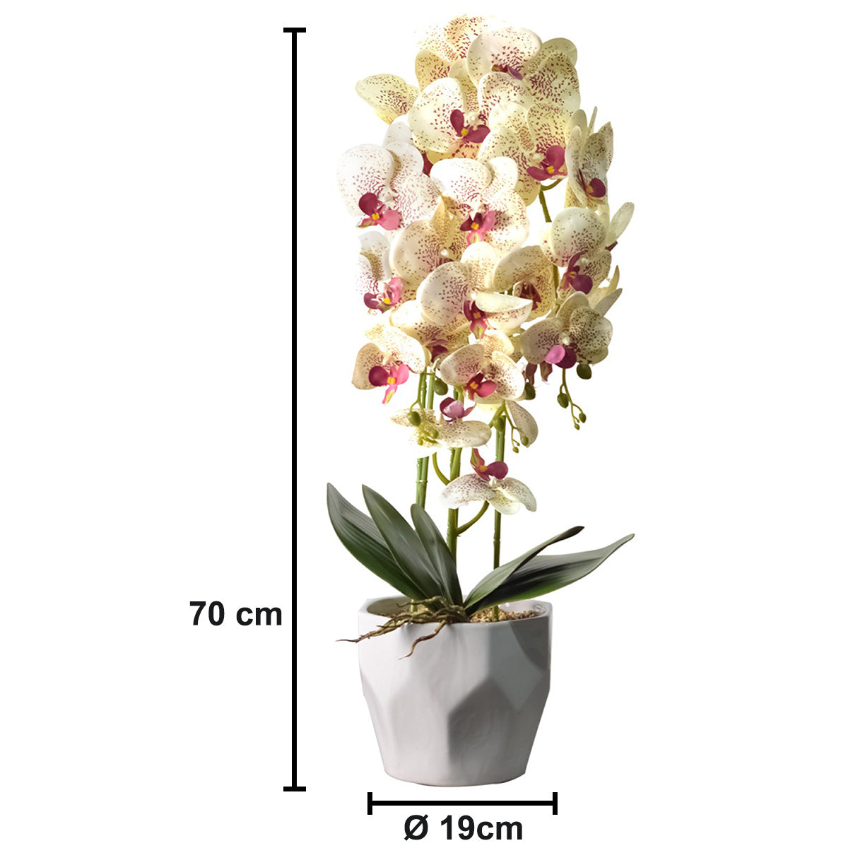 Orhidee cu aspect natural in ghiveci ceramic, 70 cm, Naimeed D4843, Crem