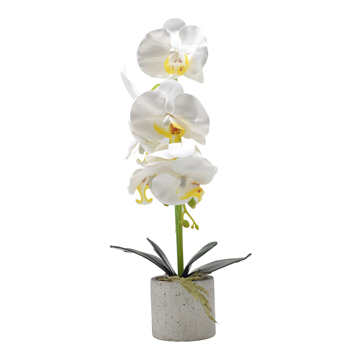 Orhidee cu aspect natural in ghiveci ceramic, 36 cm, Naimeed D4850, Alb