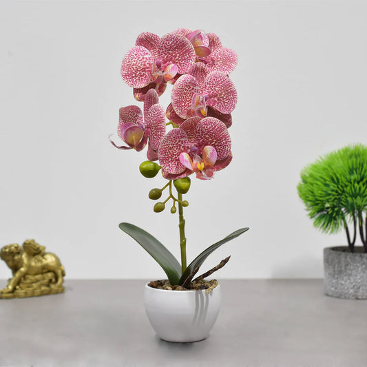 Orhidee cu aspect natural in ghiveci ceramic, 33 cm, Naimeed D4851, RozGalben - 221.ro