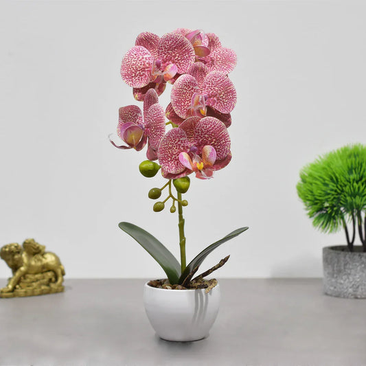 Orhidee cu aspect natural in ghiveci ceramic, 33 cm, Naimeed D4851, RozGalben - 221.ro