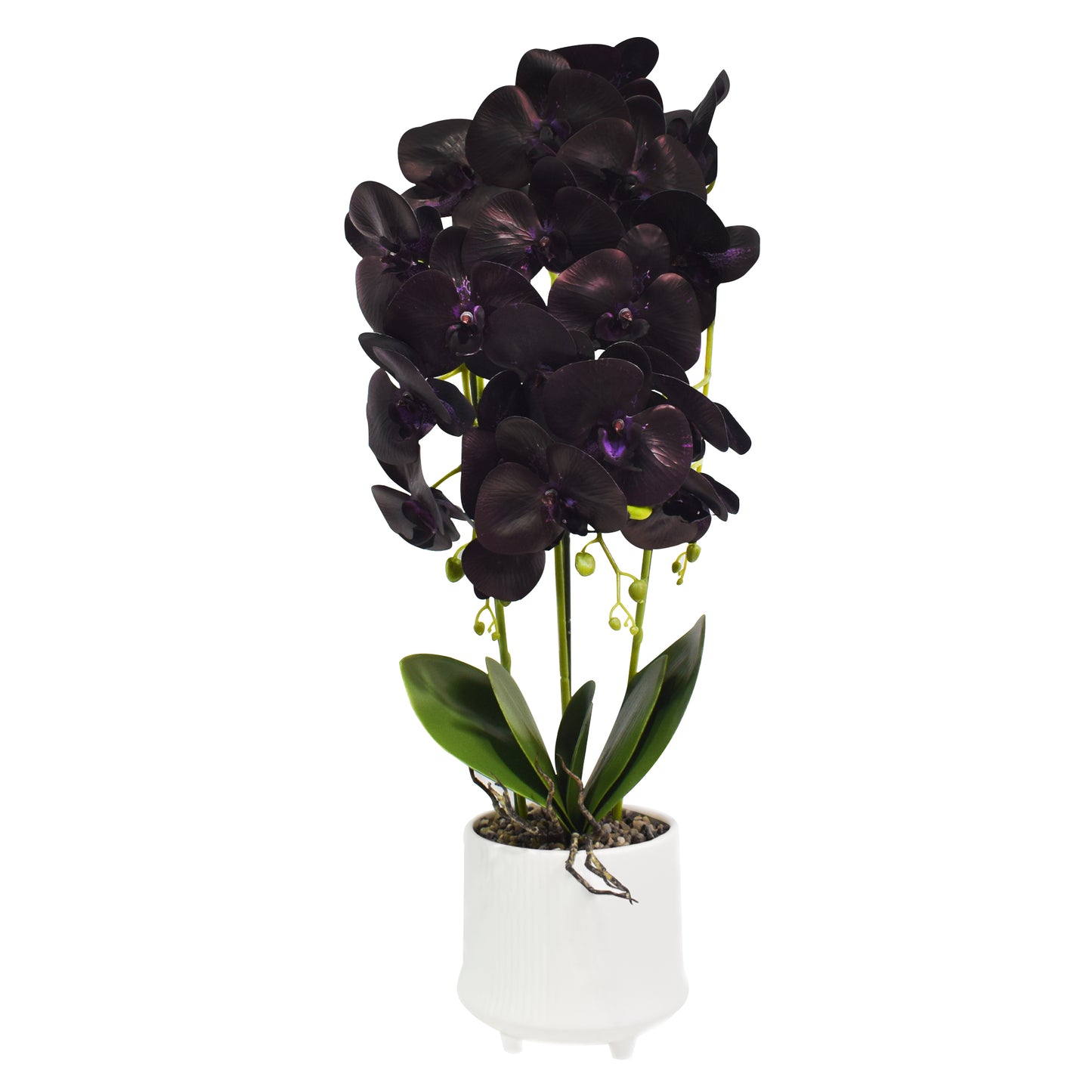Orhidee cu aspect natural in ghiveci ceramic, 70 cm, Naimeed D4855, Mov