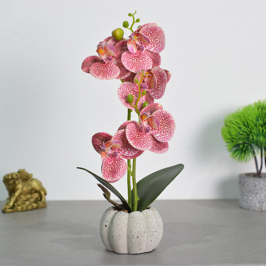 Orhidee cu aspect natural in ghiveci ceramic, 30 cm, Naimeed D4856, Roz Inchis