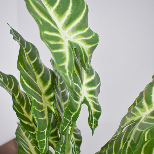 Planta artificiala, fara ghiveci, inaltime 60cm, Naimeed D4993, Verde