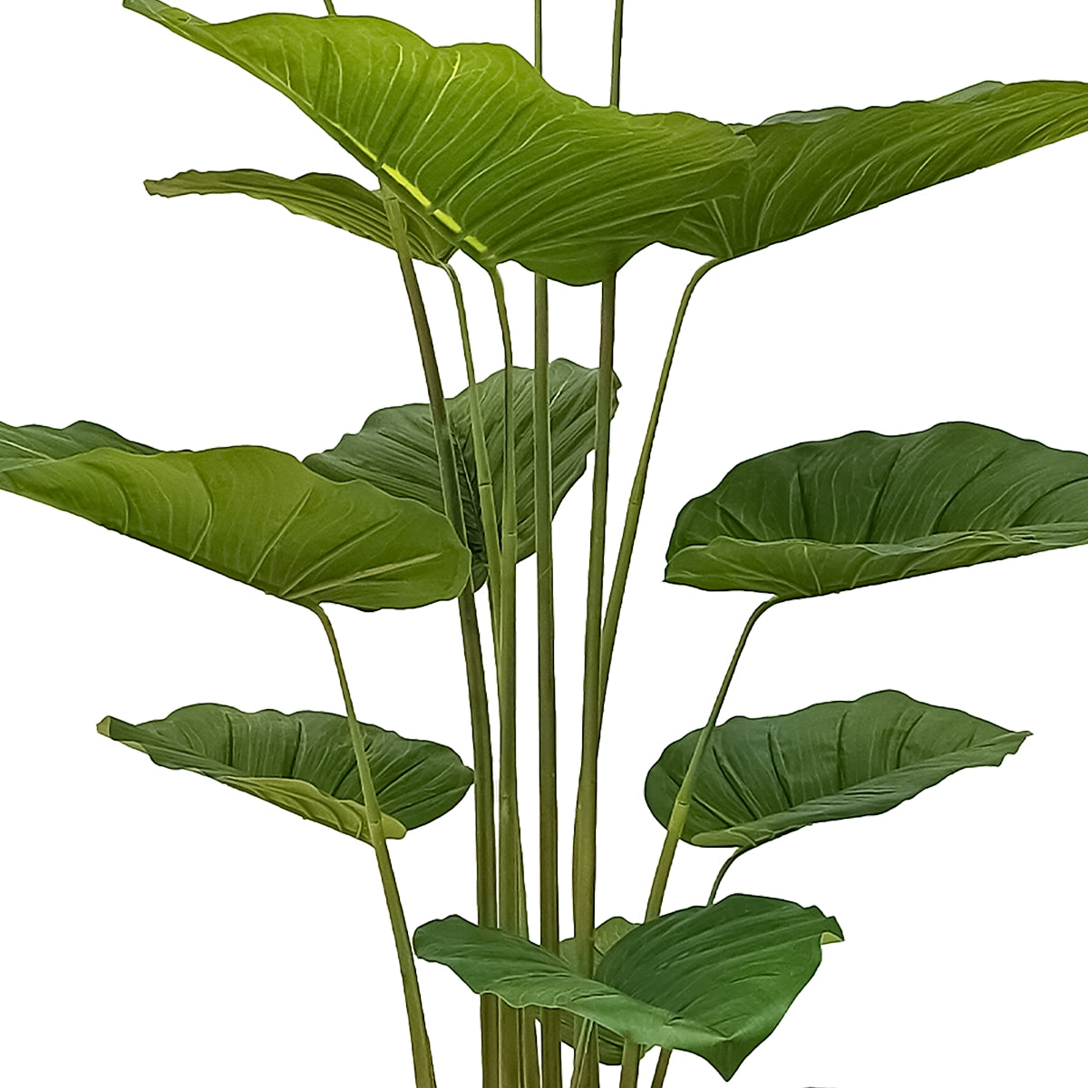 Planta artificiala, Colocasia Gigantea fara ghiveci, Naimeed D5613, 173x110 cm, Verde - 221.ro