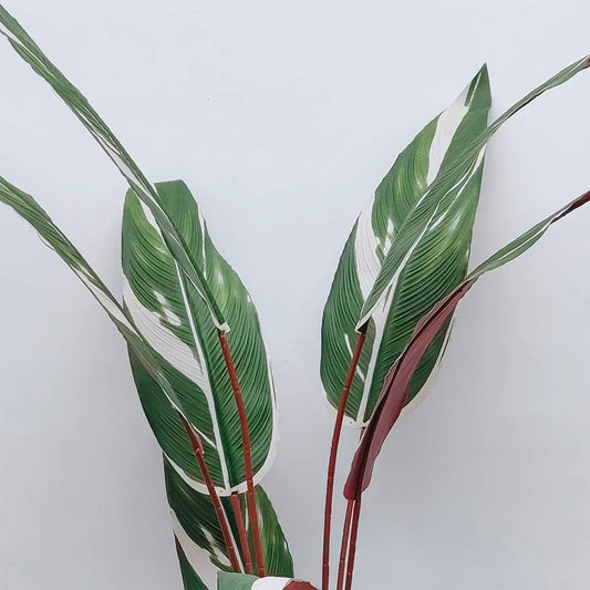 Planta artificiala, Stromanthe Sanguinea fara ghiveci, Naimeed D5618, 185x40 cm, Alb - 221.ro