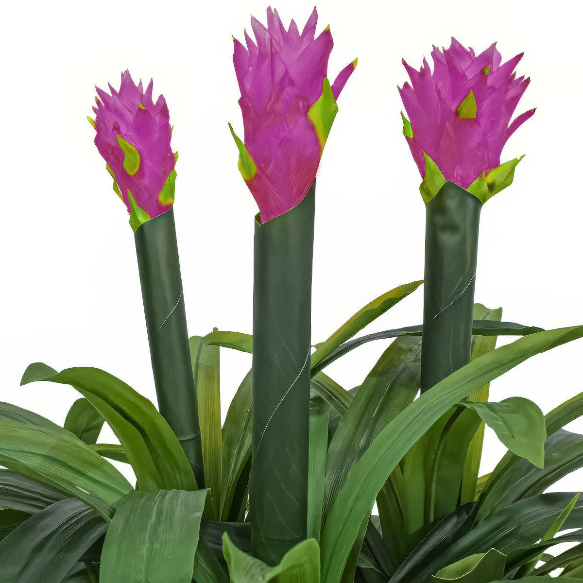 Floare artificiala, Guzmania fara ghiveci, Naimeed D5627, 70x75 cm, Mov