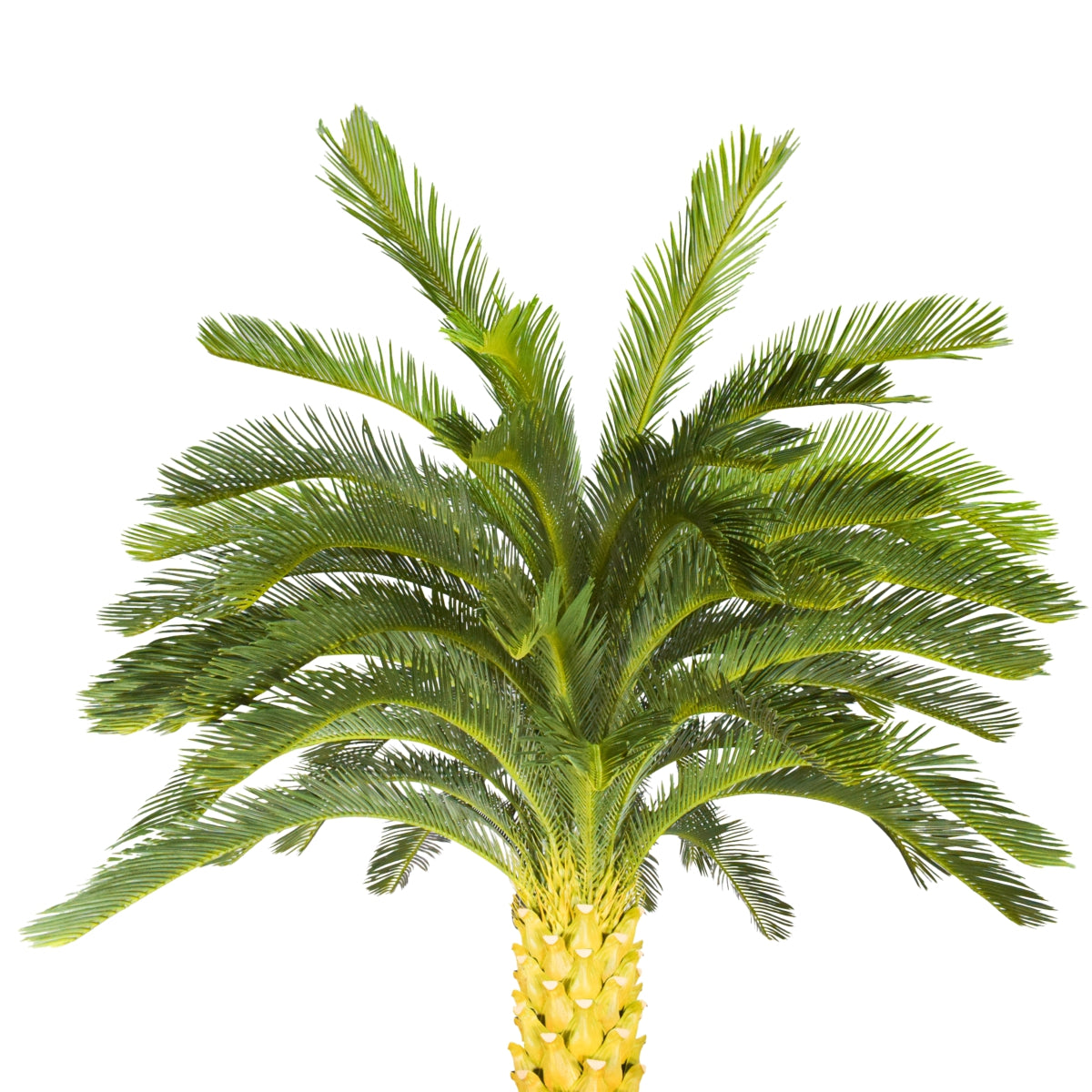 Copac artificial, Palmier Phoenix fara ghiveci, Naimeed D5650, 240x135 cm, Verde
