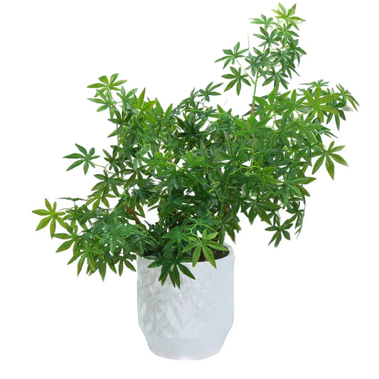 Ghiveci ecologic, Eco-friendly, Naimeed D6360, Mediu, din materiale minerale, Alb, 34x32x32cm - 221.ro