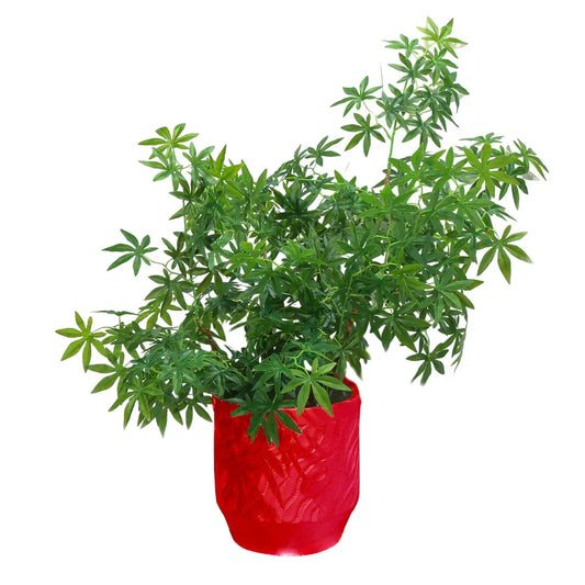Ghiveci ecologic, Eco-friendly, Naimeed D6361, Mare, din materiale minerale, Rosu, 40x39x39cm - 221.ro