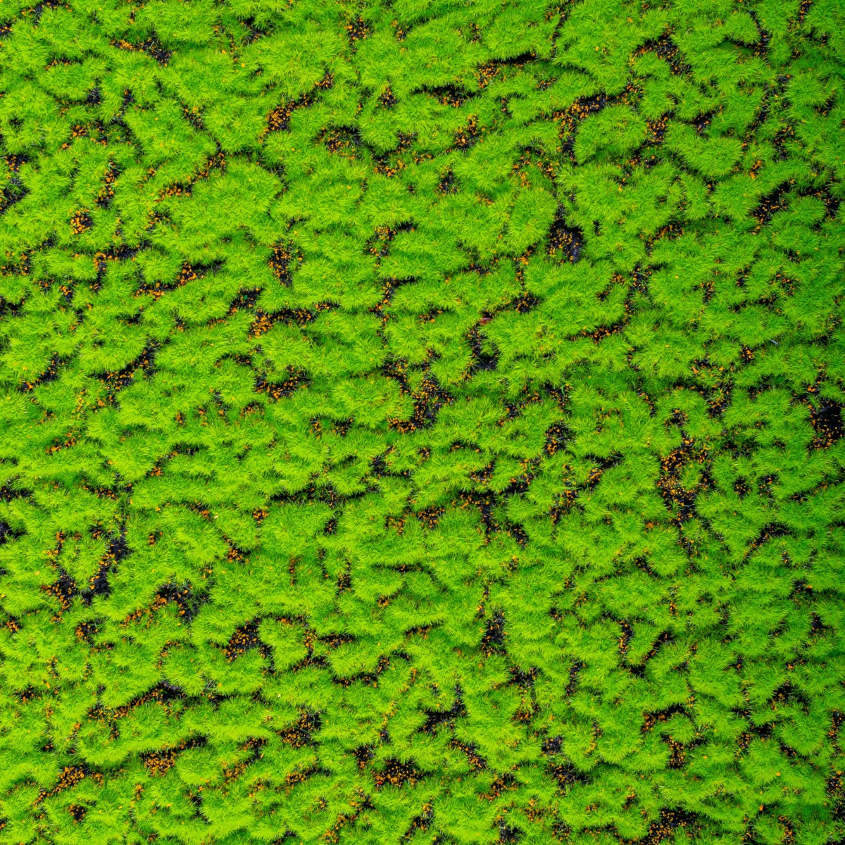 Covor muschi artificial de padure, Naimeed D6539, pentru decorare interioara sau exterioara, Verde, 1000x1000x30mm