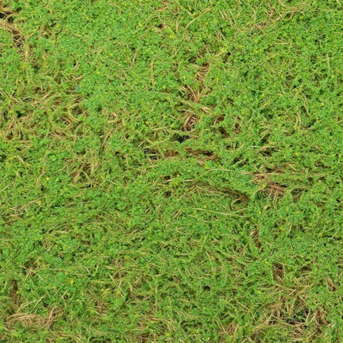 Covor muschi artificial de padure, Naimeed D6541, pentru decorare interioara sau exterioara, Verde, 1000x1000x20mm