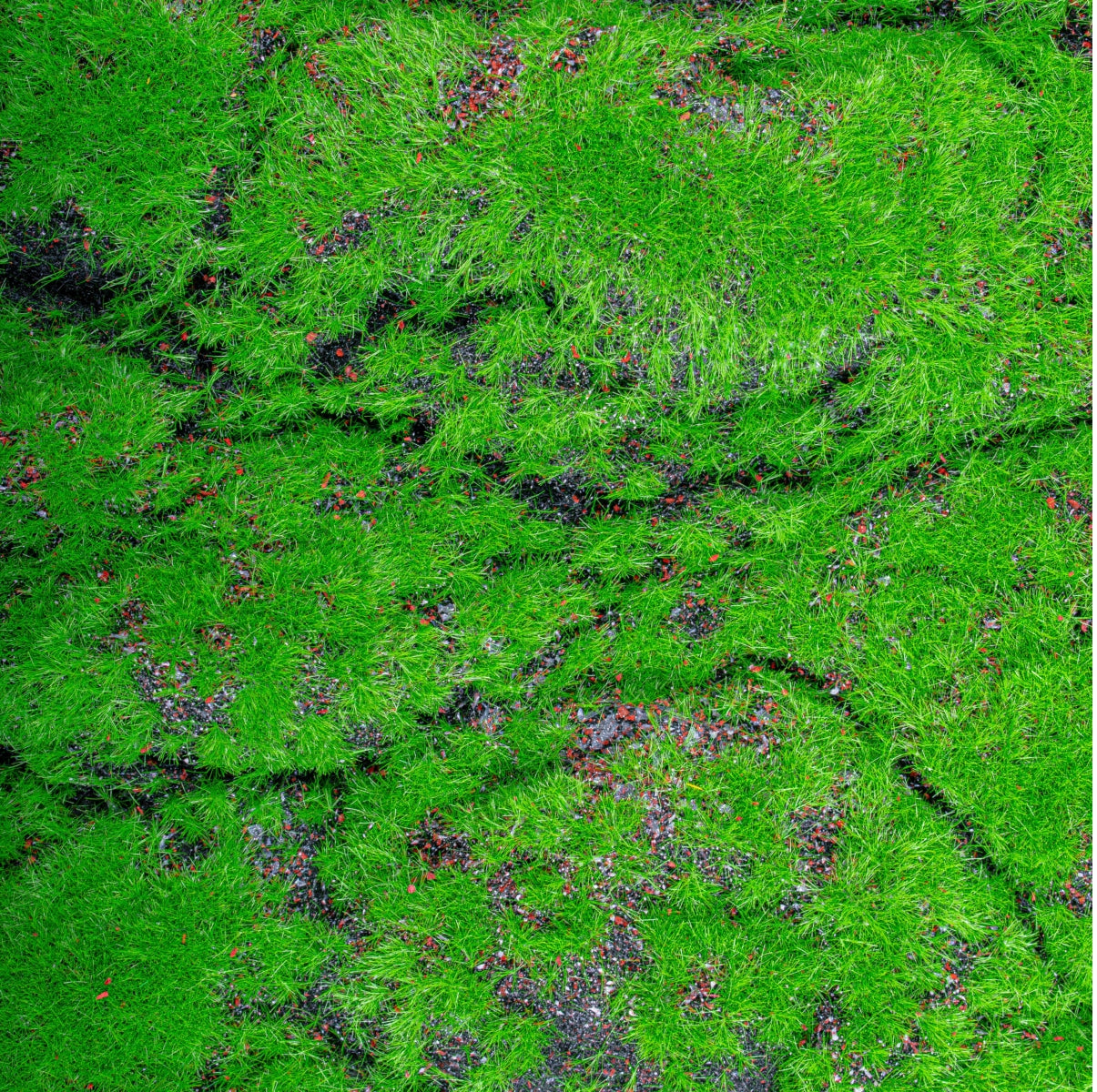 Covor muschi artificial de padure, Naimeed D6556, pentru decorare interioara sau exterioara, Verde, 1000x2000x30mm