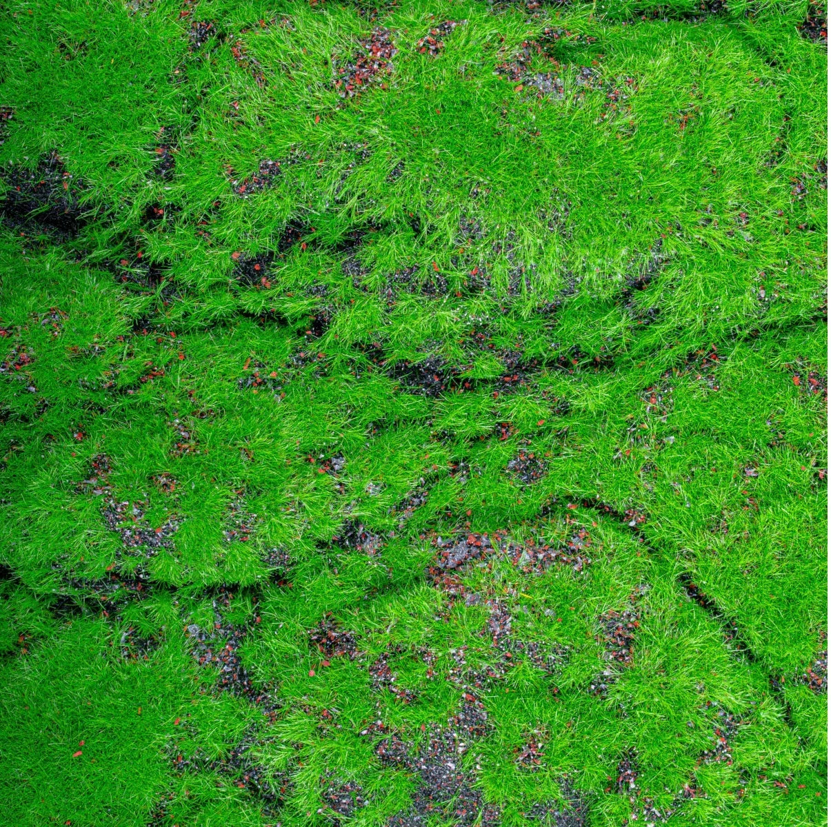 Covor muschi artificial de padure, Naimeed D6556, pentru decorare interioara sau exterioara, Verde, 1000x2000x30mm - 221.ro