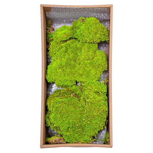 Muschi Premium naturali, stabilizati, Naimeed D6557, pentru decoratiuni hand made, biodegradabili