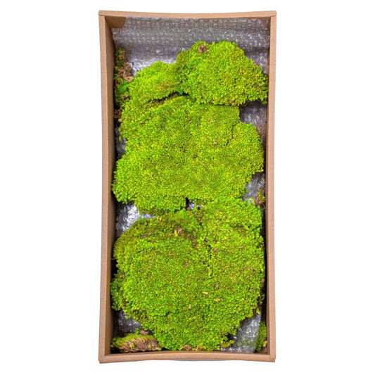 Muschi Premium naturali, stabilizati, Naimeed D6557, pentru decoratiuni hand made, biodegradabili - 221.ro