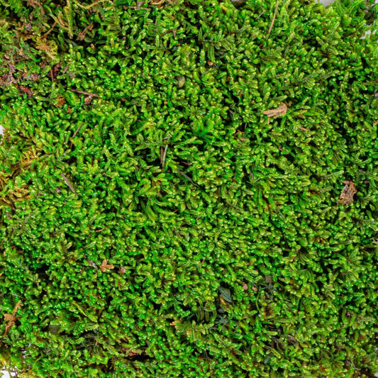 Muschi Premium naturali, stabilizati, Naimeed D6558, pentru decoratiuni hand made, biodegradabili