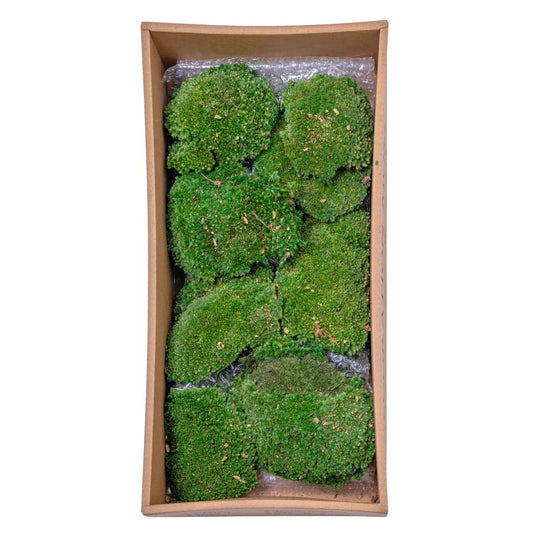 Muschi Premium naturali, stabilizati, Naimeed D6559, pentru decoratiuni hand made, biodegradabili - 221.ro