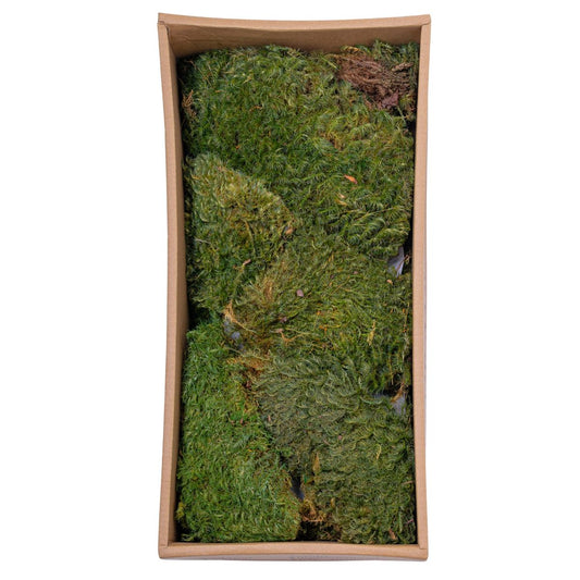 Muschi Premium naturali, stabilizati, Naimeed D6560, pentru decoratiuni hand made, biodegradabili