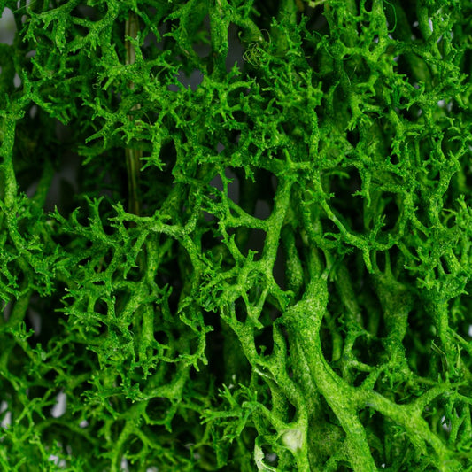 Licheni Premium naturali, stabilizati, Naimeed D6561, pentru decoratiuni hand made, biodegradabili, 500g