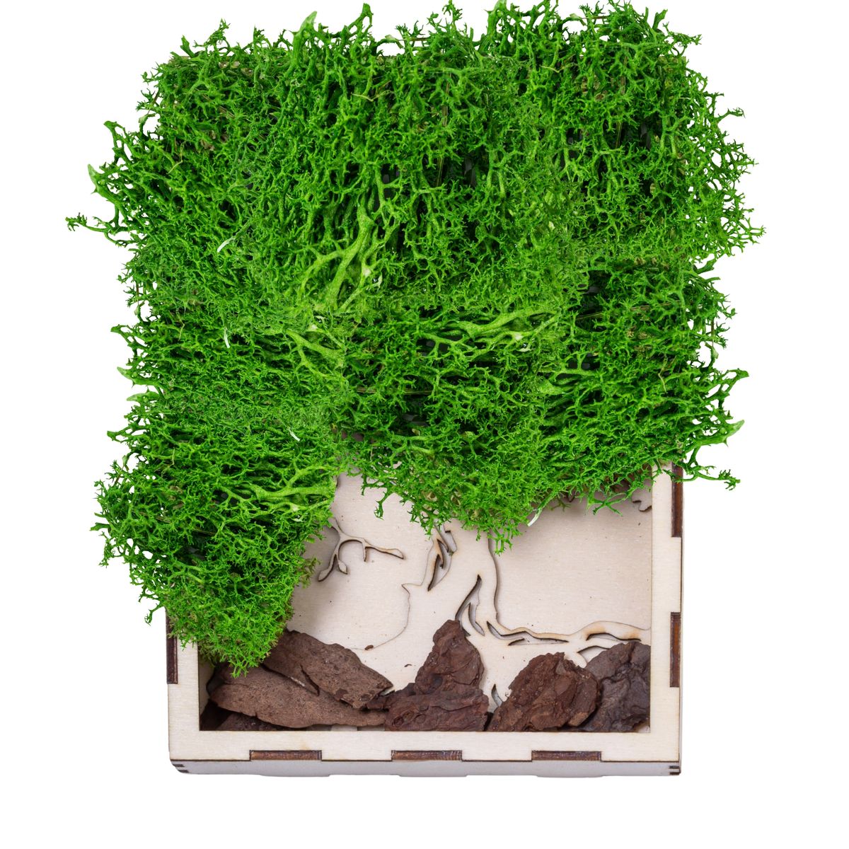 Licheni Premium naturali, stabilizati, Naimeed D6561, pentru decoratiuni hand made, biodegradabili, 500g