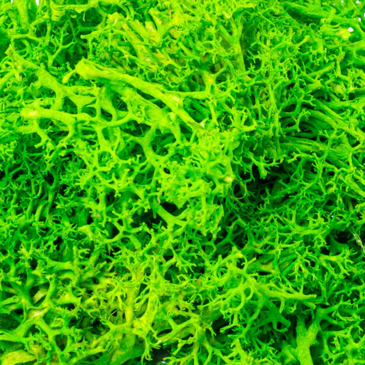 Licheni Premium naturali, stabilizati, Naimeed D6563, pentru decoratiuni hand made, biodegradabili, 500g