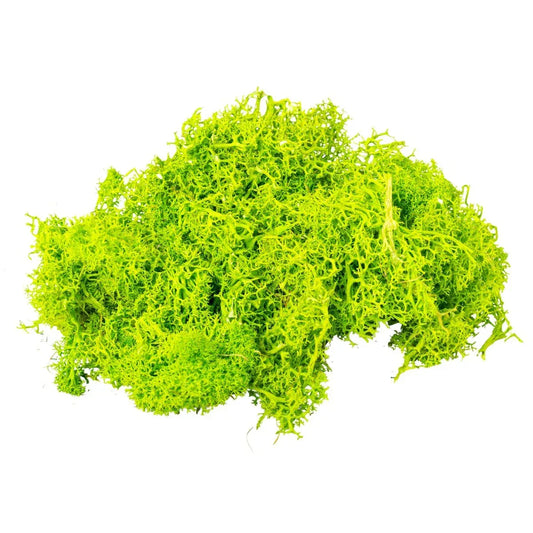 Licheni Premium naturali, stabilizati, Naimeed D6564, pentru decoratiuni hand made, biodegradabili, 500g - 221.ro