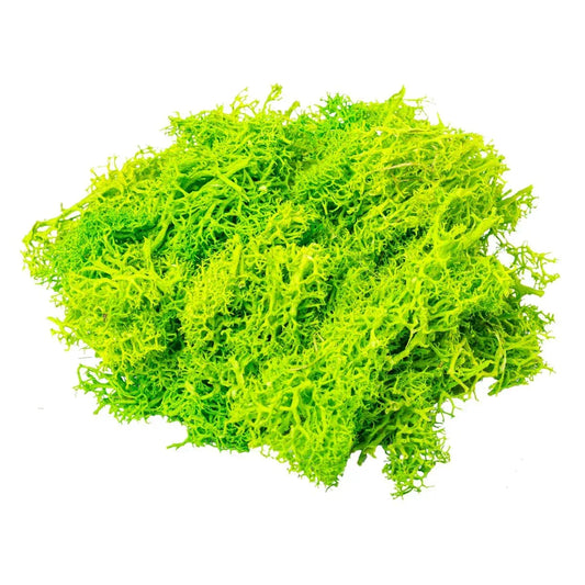 Licheni Premium naturali, stabilizati, Naimeed D6565, pentru decoratiuni hand made, biodegradabili, 500g - 221.ro