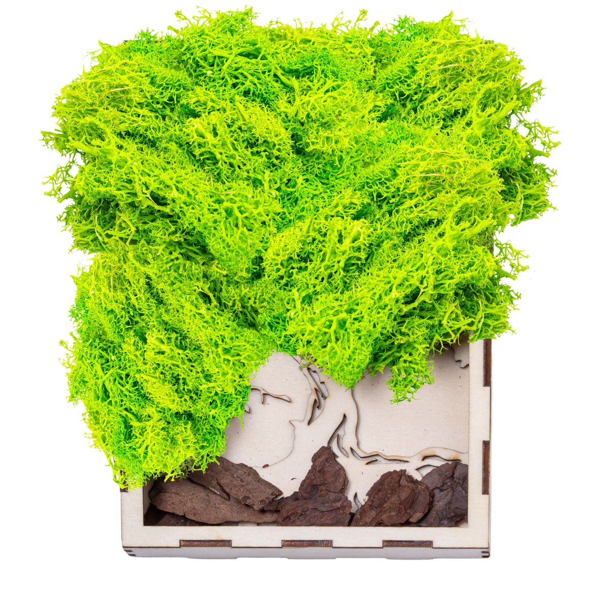 Licheni Premium naturali, stabilizati, Naimeed D6565, pentru decoratiuni hand made, biodegradabili, 500g