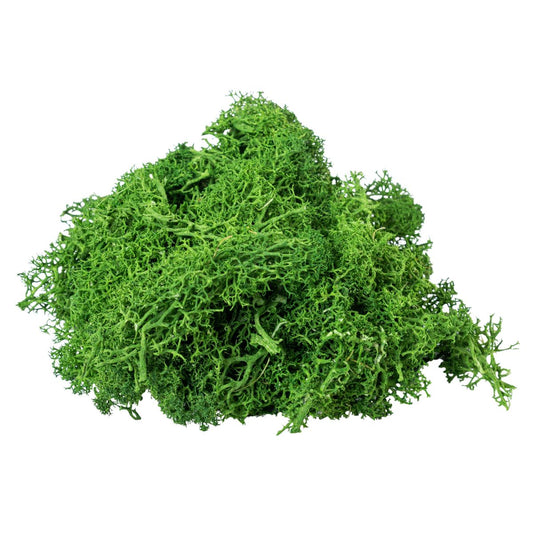 Licheni Premium naturali, stabilizati, Naimeed D6566, pentru decoratiuni hand made, biodegradabili, 500g