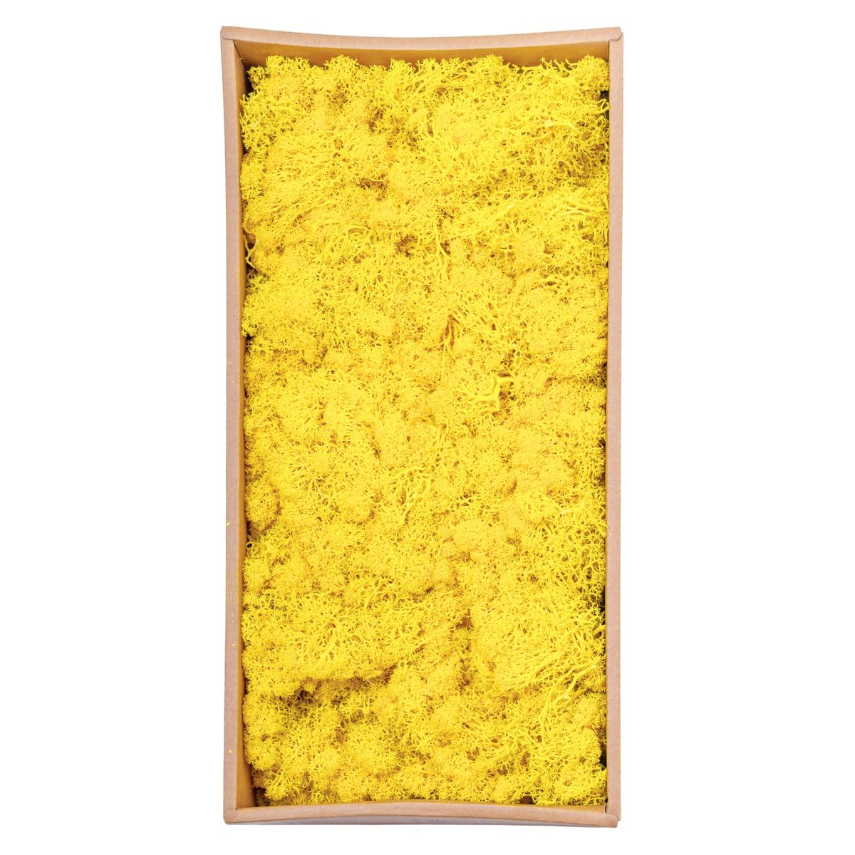 Licheni Premium naturali, stabilizati, Naimeed D6567, pentru decoratiuni hand made, biodegradabili, 500g