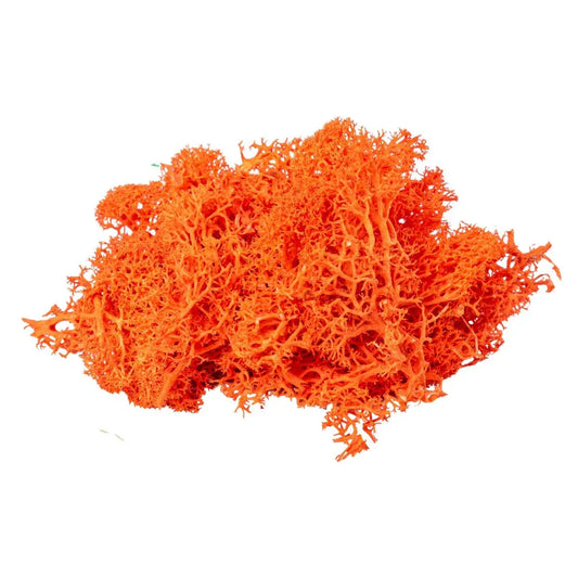 Licheni Premium naturali, stabilizati, Naimeed D6569, pentru decoratiuni hand made, biodegradabili, 500g - 221.ro