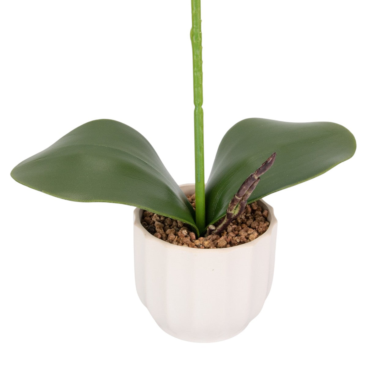 Orhidee cu aspect natural in ghiveci ceramic, 42 cm, Naimeed D6880, Alb