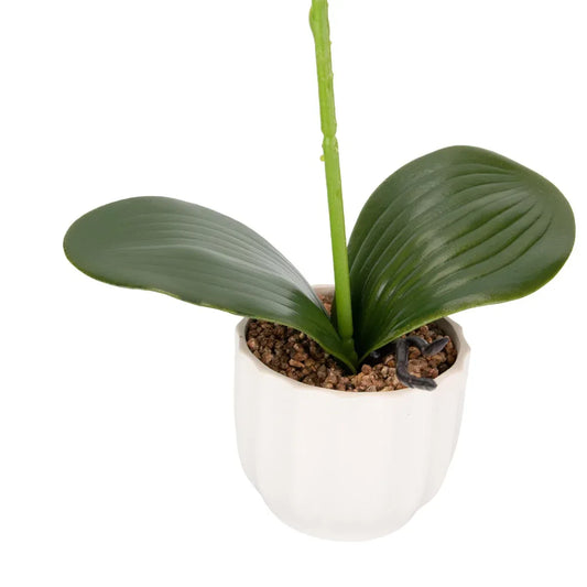 Orhidee cu aspect natural in ghiveci ceramic, 42 cm, Naimeed D6881, Galben pal - 221.ro