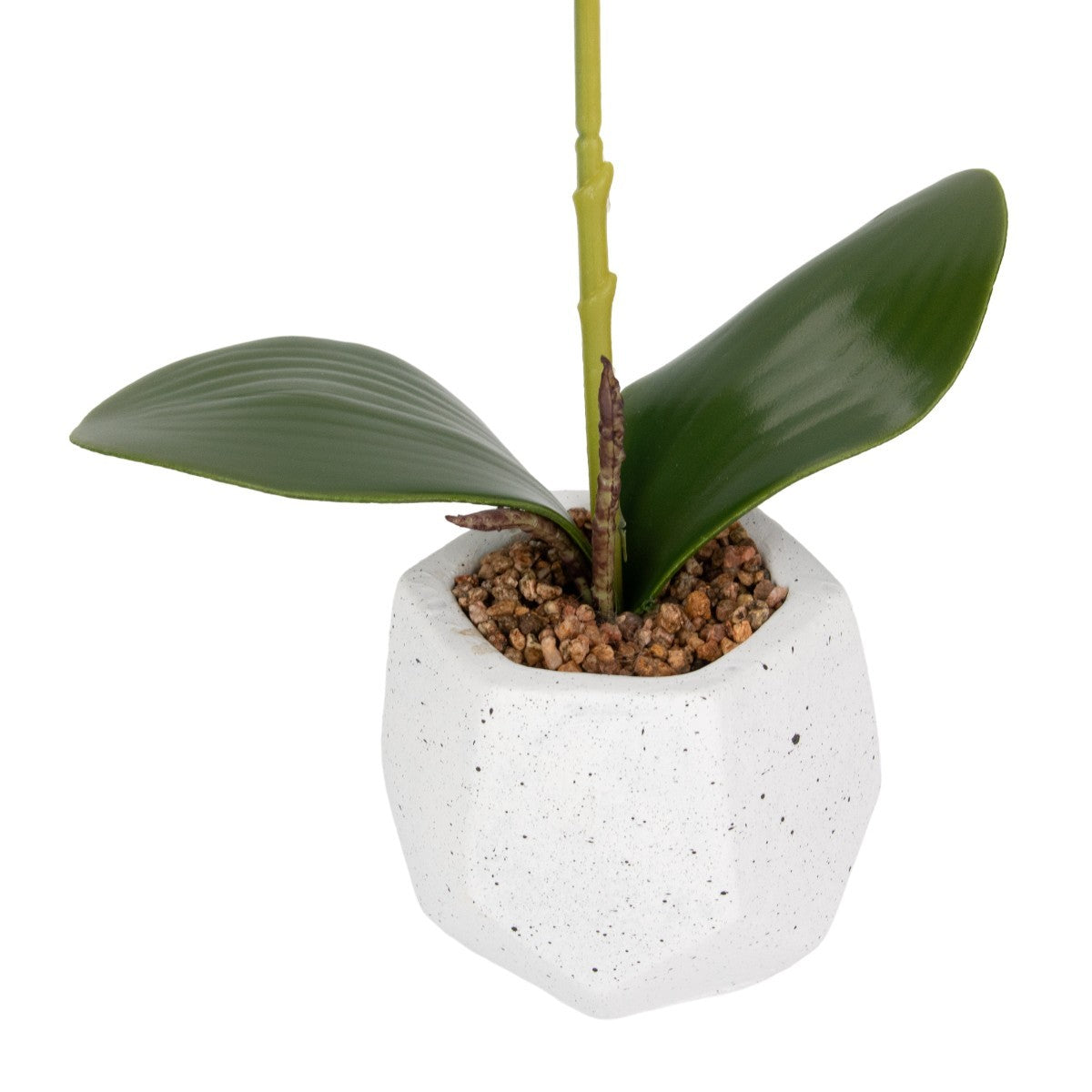 Orhidee cu aspect natural in ghiveci ceramic, 41 cm, Naimeed D6886, Turcoaz