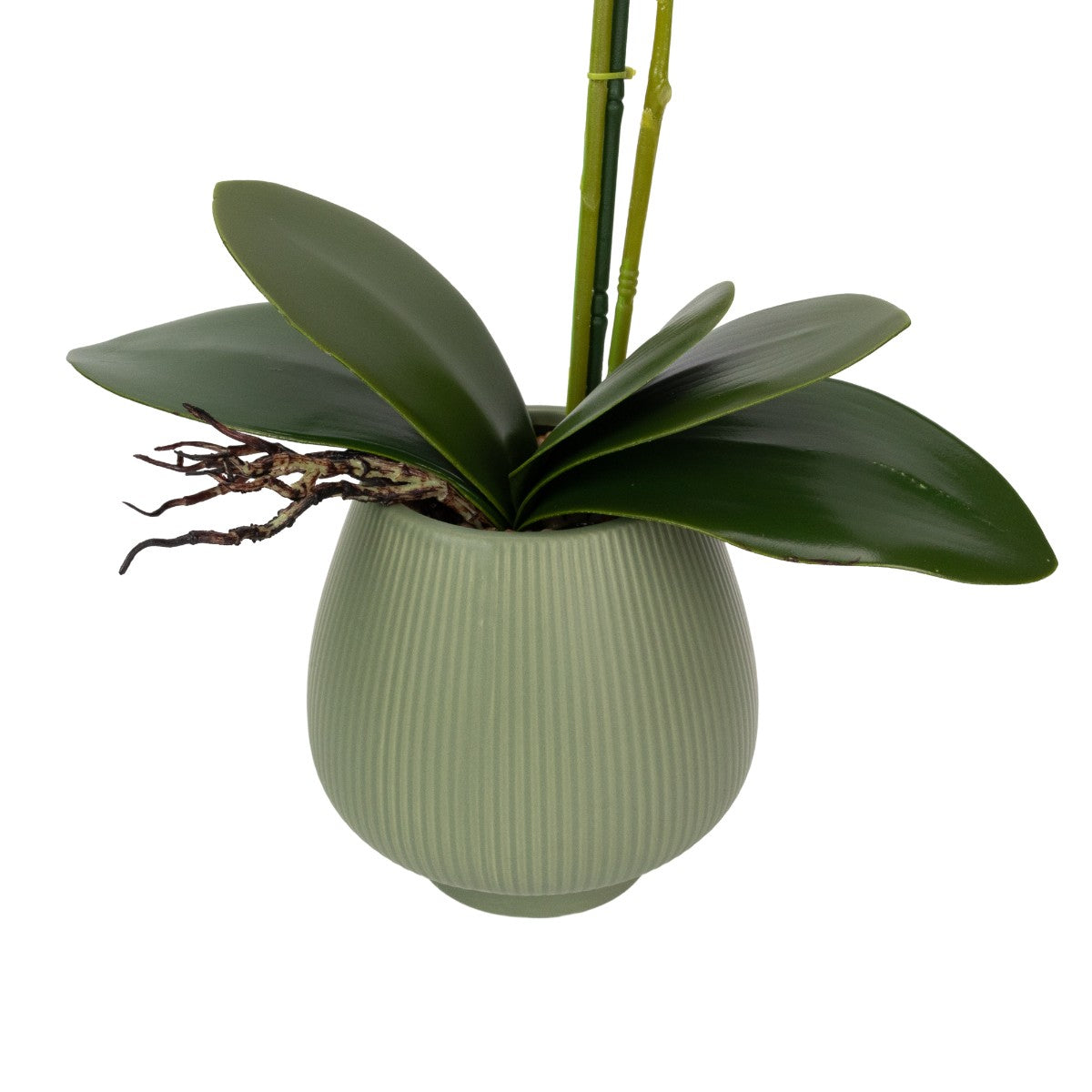 Orhidee cu aspect natural in ghiveci ceramic, 80 cm, Naimeed D6904, Roz/Verde