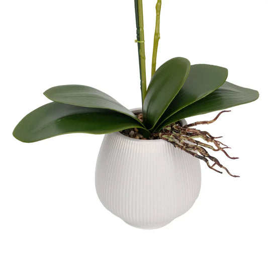 Orhidee cu aspect natural in ghiveci ceramic, 80 cm, Naimeed D6905, Portocaliu pal/Alb - 221.ro
