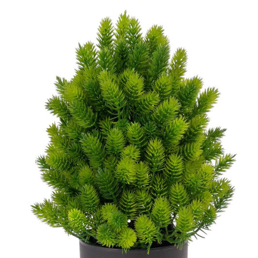 Planta artificiala, tip Cryptomeria, cu ghiveci, Naimeed D6924, 24x8.8 cm, Verde