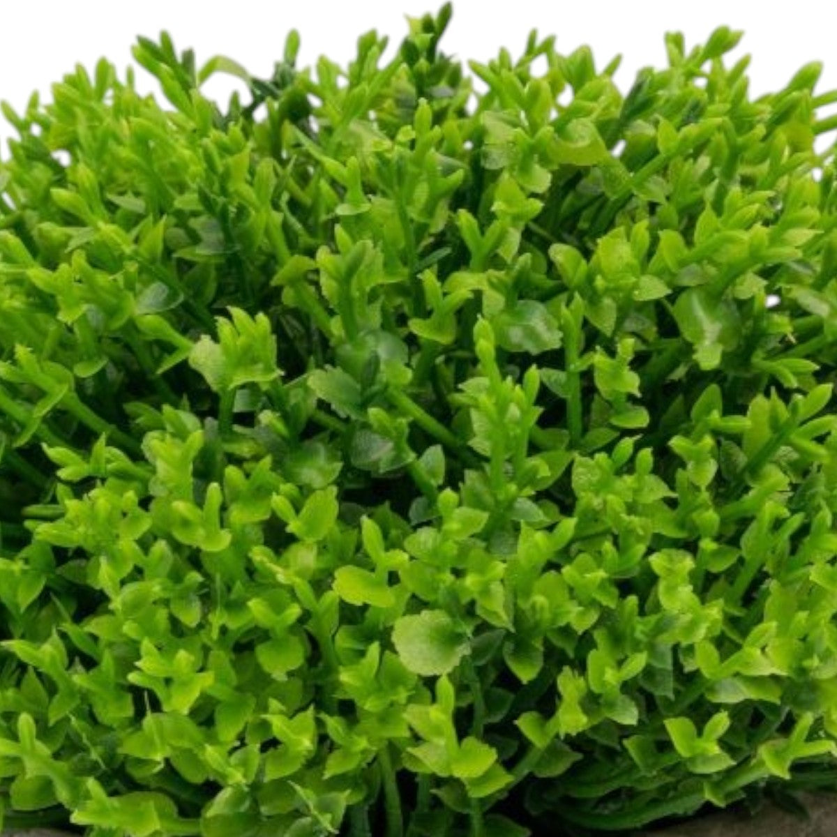 Planta artificiala, tip Buxus, cu ghiveci de hartie, Naimeed D6934, 12x10 cm, Verde