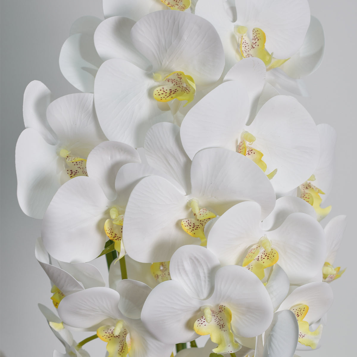 Orhidee cu aspect natural in ghiveci ceramic, 70 cm, Naimeed D4843, Alb