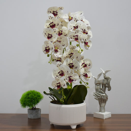 Orhidee cu aspect natural in ghiveci ceramic, 71 cm, Naimeed D4844, Alb-Visiniu