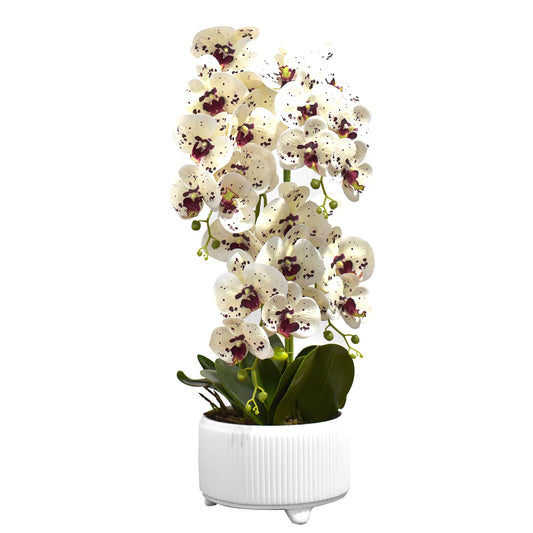 Orhidee cu aspect natural in ghiveci ceramic, 71 cm, Naimeed D4844, Alb-Visiniu