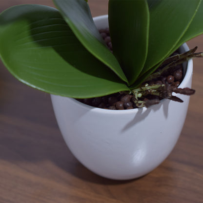 Orhidee cu aspect natural in ghiveci ceramic, 53 cm, Naimeed D4846, Alb