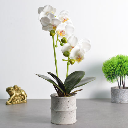 Orhidee cu aspect natural in ghiveci ceramic, 35 cm, Naimeed D4849, Alb