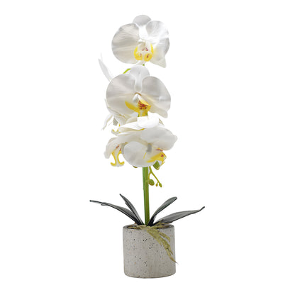 Orhidee cu aspect natural in ghiveci ceramic, 36 cm, Naimeed D4850, Alb