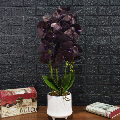 Orhidee cu aspect natural in ghiveci ceramic, 70 cm, Naimeed D4855, Mov