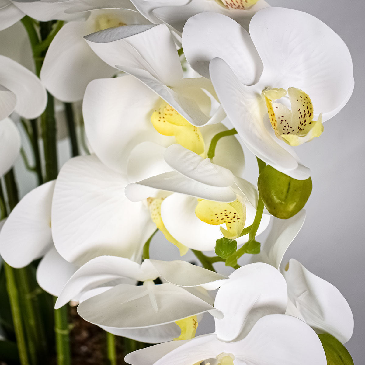 Orhidee cu aspect natural in ghiveci ceramic, 60 cm, Naimeed D5568, Alb