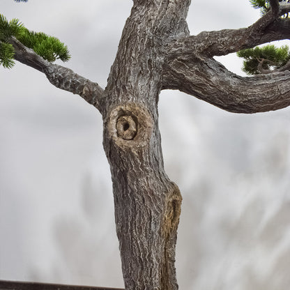 Copac artificial, Bonsai fara ghiveci, Naimeed D5647, 300x264x60 cm, Verde